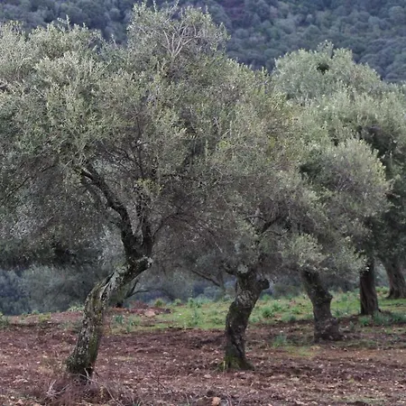 Gites Les Milans -u Stazzu Casa de Férias Coggia
